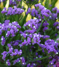 Limonka zohnutá QIS Lavender - Limonium sinuatum - predaj semien - 30 ks