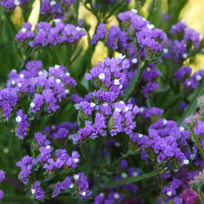 Limonka zohnutá QIS Lavender - Limonium sinuatum - predaj semien - 30 ks