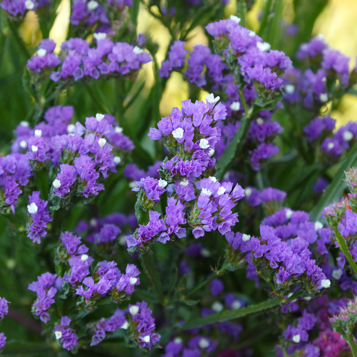 Limonka zohnutá QIS Lavender - Limonium sinuatum - predaj semien - 30 ks