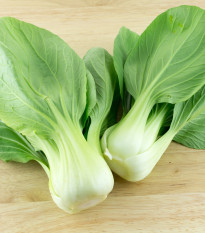 Pak Choi Shanghai - Brassica rapa chinensis - predaj semien - 200 ks