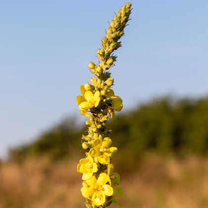 Divozel sápovitý - Verbascum phlomoides - predaj semien - 0,1 g