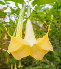 Durman metelový žltý - Datura metel - semiačka - 5 ks