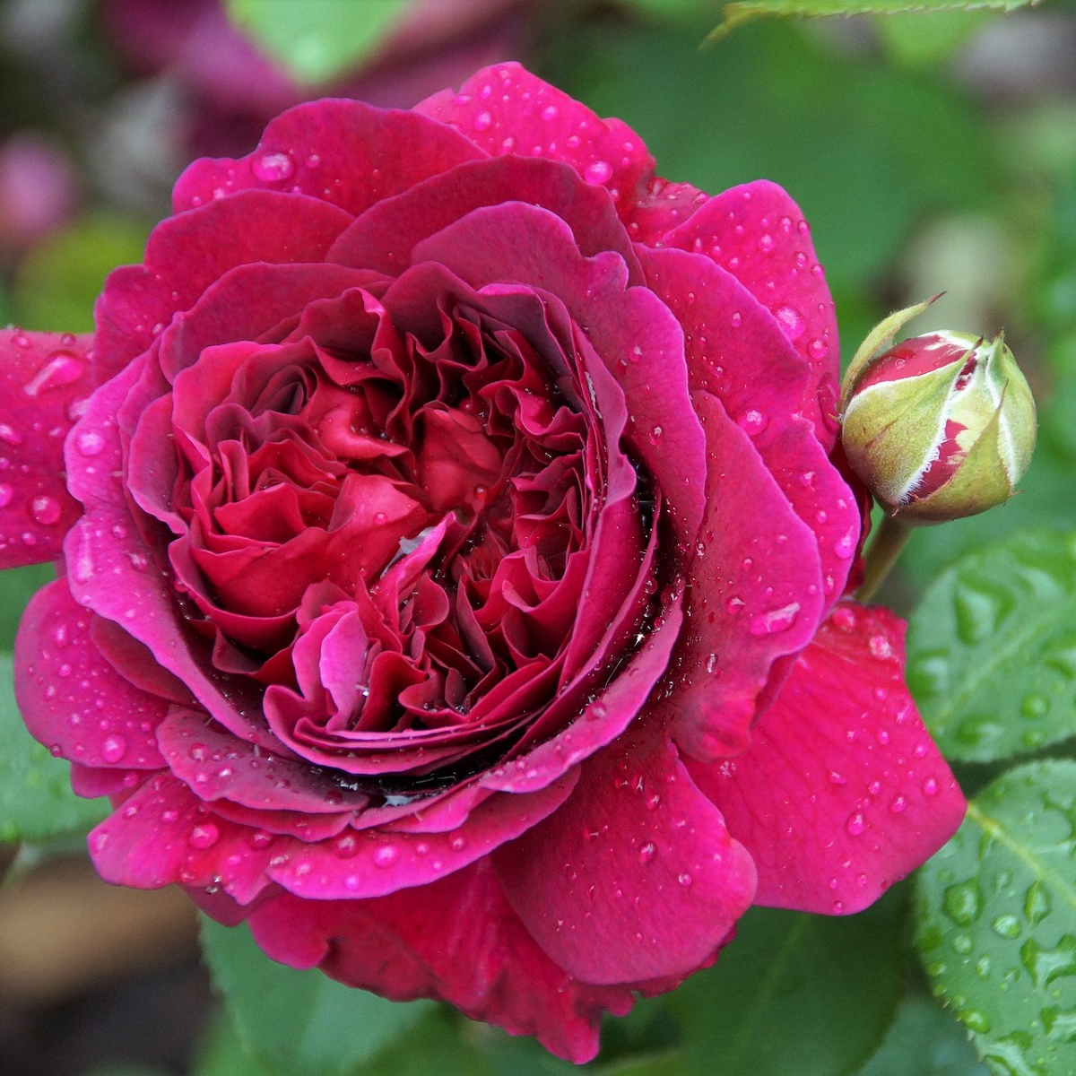 Ruža veľkokvetá kríčková tmavo ružová - Rosa - voľnokorenné sadeničky ruží - 1 ks