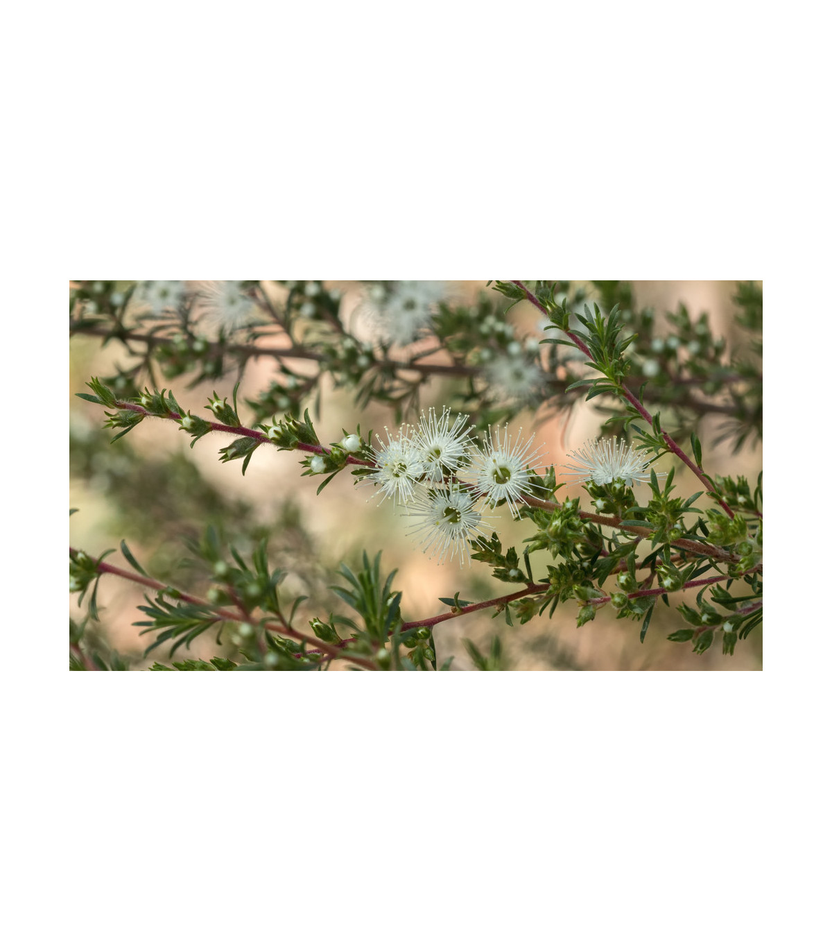 Kanuka - Biely čajovníkový strom - Kunzea ericoides - semiačka - 6 ks
