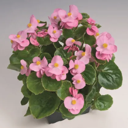 Begónia Super Olympia Pink F1 - Begonia semperflorens - predaj semien - 20 ks