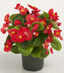Begónia Super Olympia Červená F1 - Begonia semperflorens - predaj semien - 12 ks