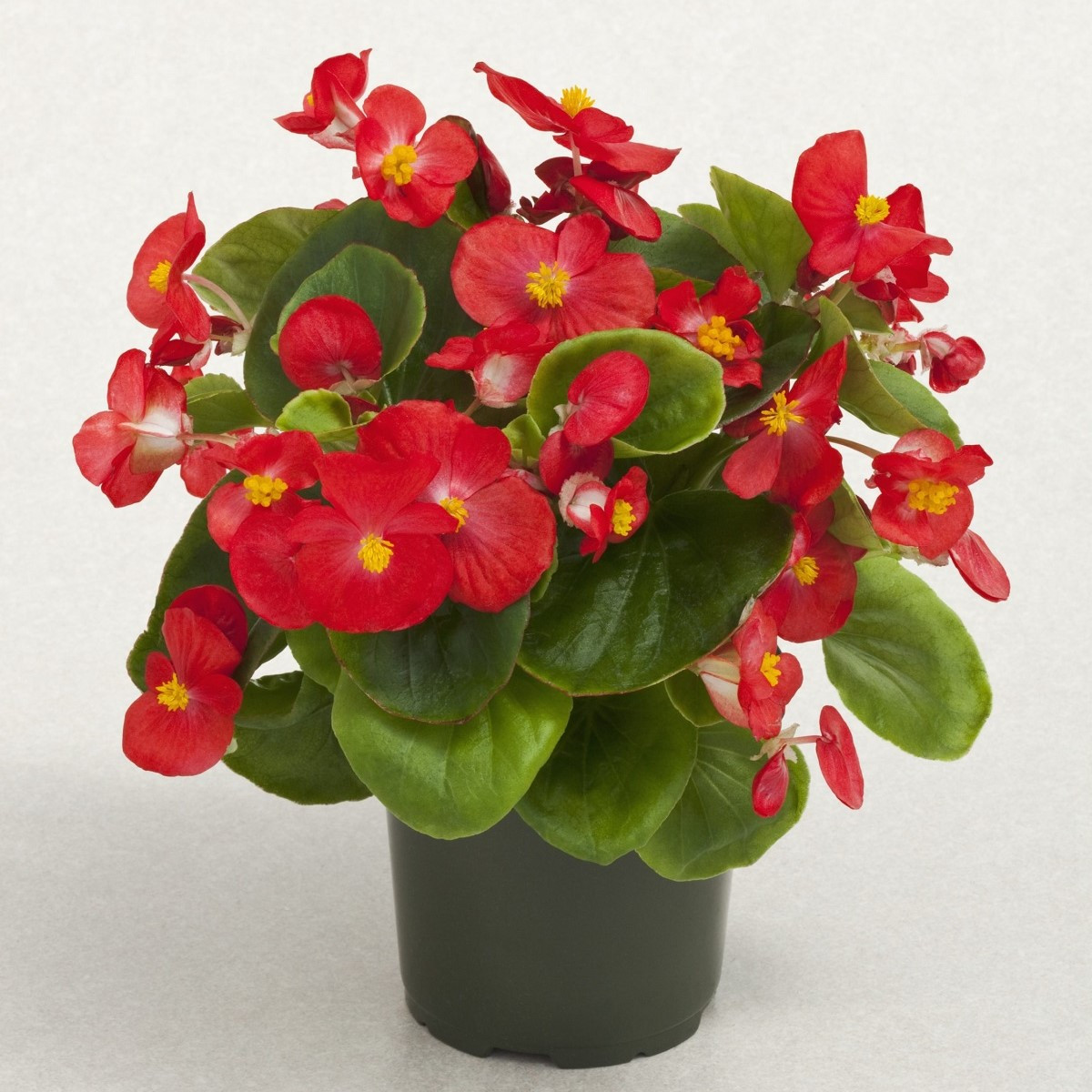 Begónia Super Olympia Červená F1 - Begonia semperflorens - predaj semien - 12 ks