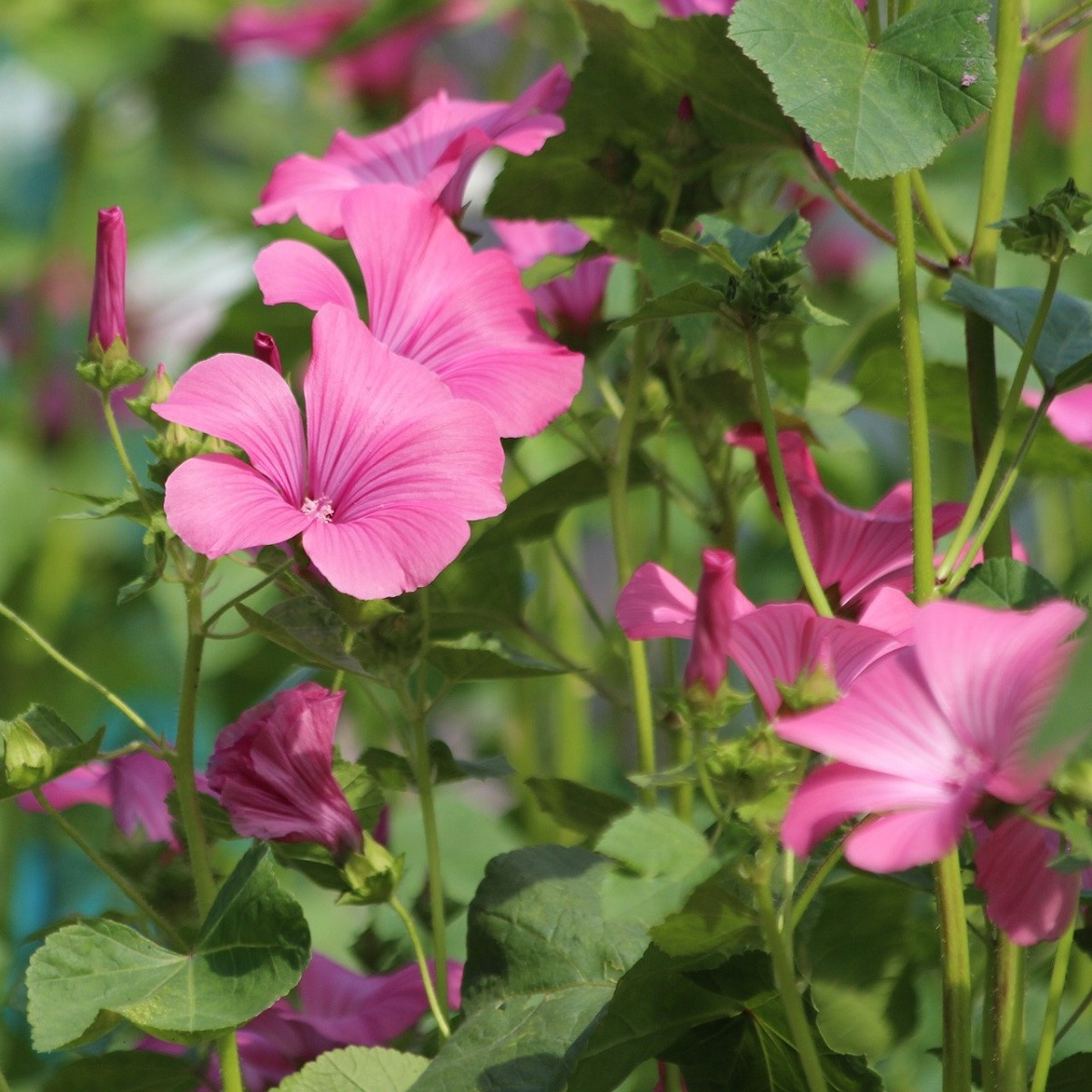 BIO Slezovec ružový - Lavateria trimestris - predaj bio semien - 40 ks