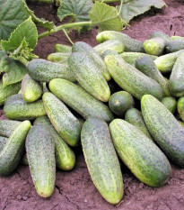 Uhorka nakladačka Ornello F1 - Cucumis sativus - predaj semien uhoriek - 30 ks