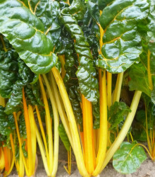 Mangold žltý - Beta vulgaris - semiačka - 15 ks