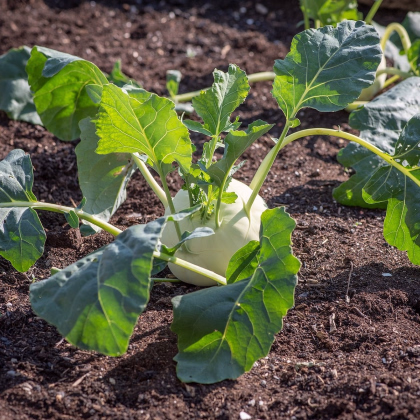 Kaleráb skorý - Kartago F1 - semiačka - 50 ks