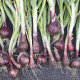 BIO Cibuľa Red barón - Allium cepa - predaj bio semien - 100 ks