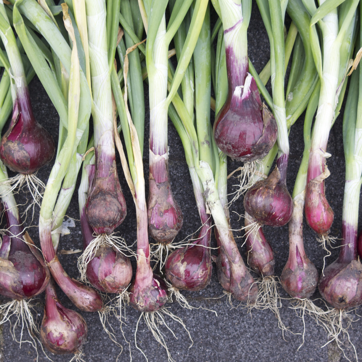 BIO Cibuľa Red barón - Allium cepa - predaj bio semien - 100 ks