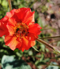 Kuklík Chilský Red Dragon - Geum chiloense - predaj semien - 20 ks