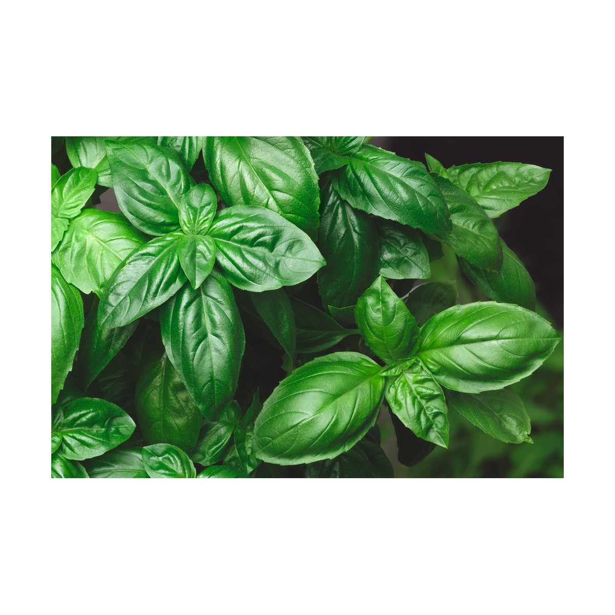 Bazalka trpasličia - pravá - Ocimum basilicum - semiačka - 100 ks