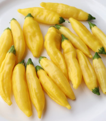 Chilli Lemon Drop - Capsicum baccatum - predaj semien chilli - 7 ks