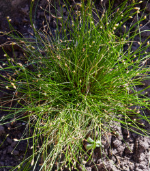 Isolepis Live Wire - Isolepis cernua - semená okrasných tráv - 10 ks