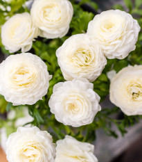 Iskerník plnokvetý biely - Ranunculus asiaticus - predaj cibuľovín - 3 ks
