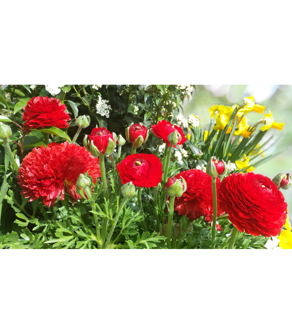 Iskerník plnokvetý červený - Ranunculus asiaticus - predaj cibuľovín - 3 ks
