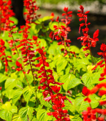 Šalvia šarlátová Lady in Red - Salvia coccinea - semená - 10 ks