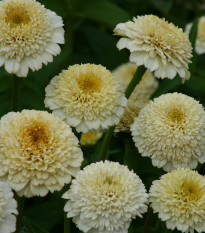Cínia Zinderella White - Zinnia elegans - predaj semien - 20 ks