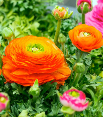 Iskerník plnokvetý oranžový - Ranunculus asiaticus - predaj cibuľovín - 3 ks