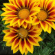 Gazánia Siesta Yellow Flame F1 - Gazania rigens - predaj semien - 20 ks
