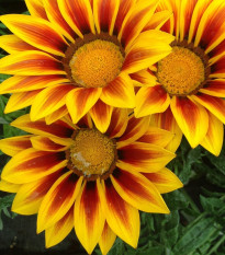 Gazánia Siesta Yellow Flame F1 - Gazania rigens - predaj semien - 20 ks