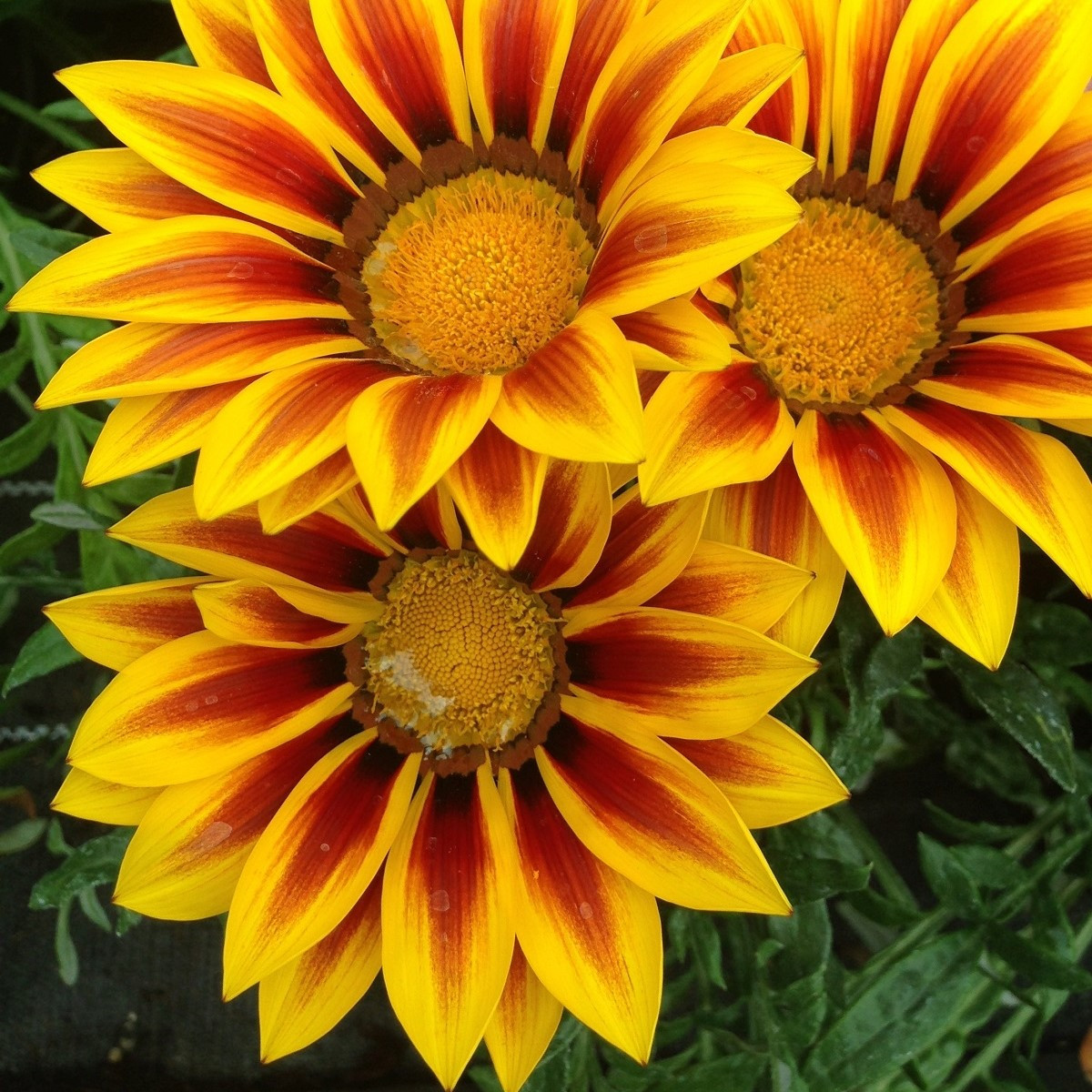 Gazánia Siesta Yellow Flame F1 - Gazania rigens - predaj semien - 20 ks