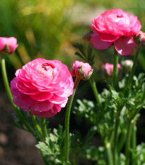 Iskerník plnokvetý ružový - Ranunculus asiaticus - predaj cibuľovín - 3 ks