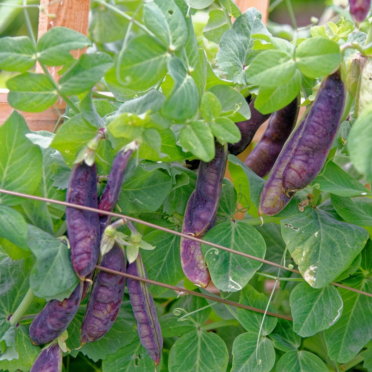 BIO Hrach Blauwschokker - Pisum sativum - predaj bio semien - 25 ks