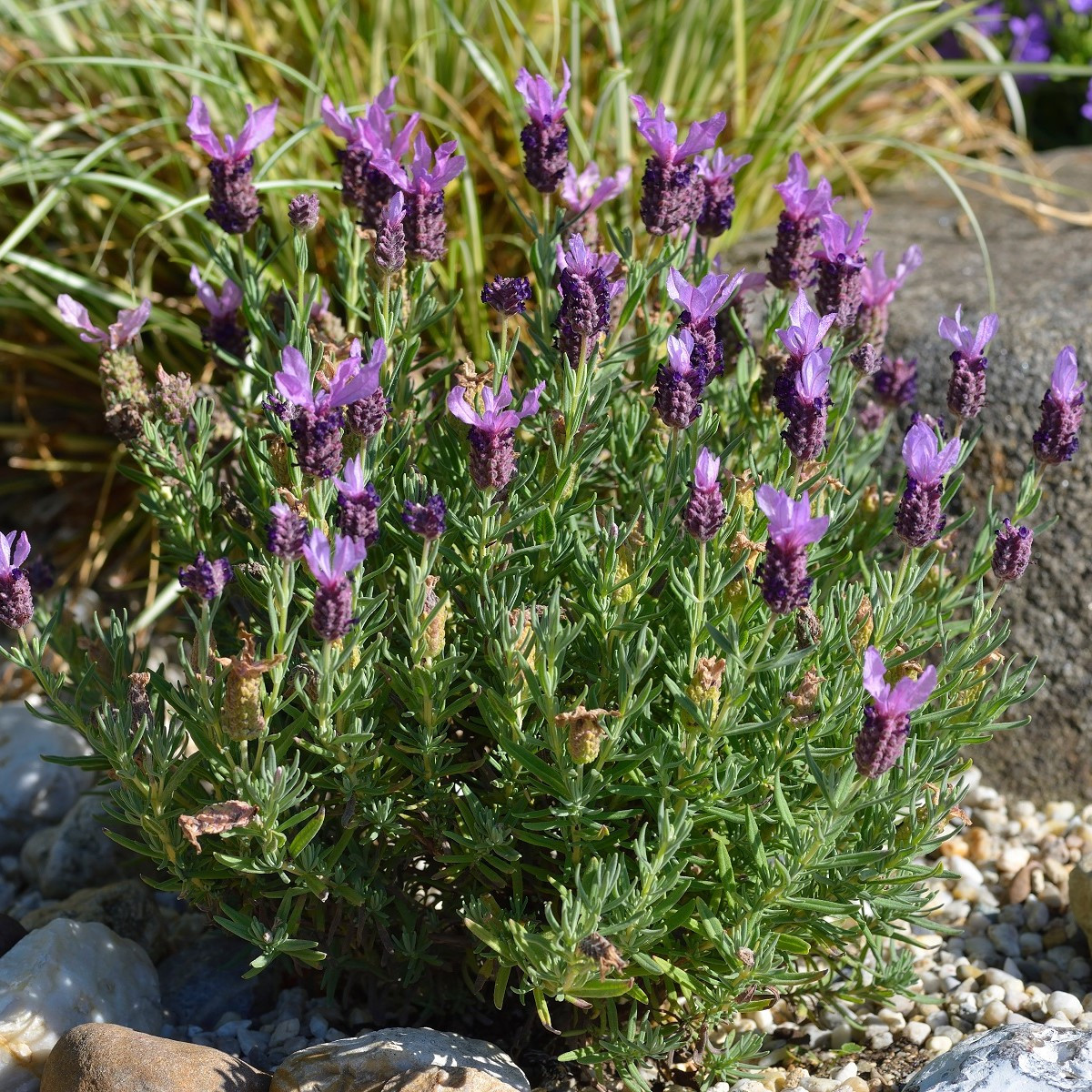 Levanduľa korunkatá - Lavandula stoechas - predaj semien levanduľa - 20 ks