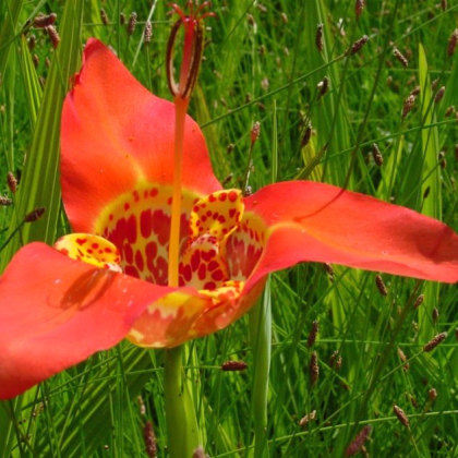Tigrica červená Speciosa - Tigris Speciosa - cibuľky - 4 ks