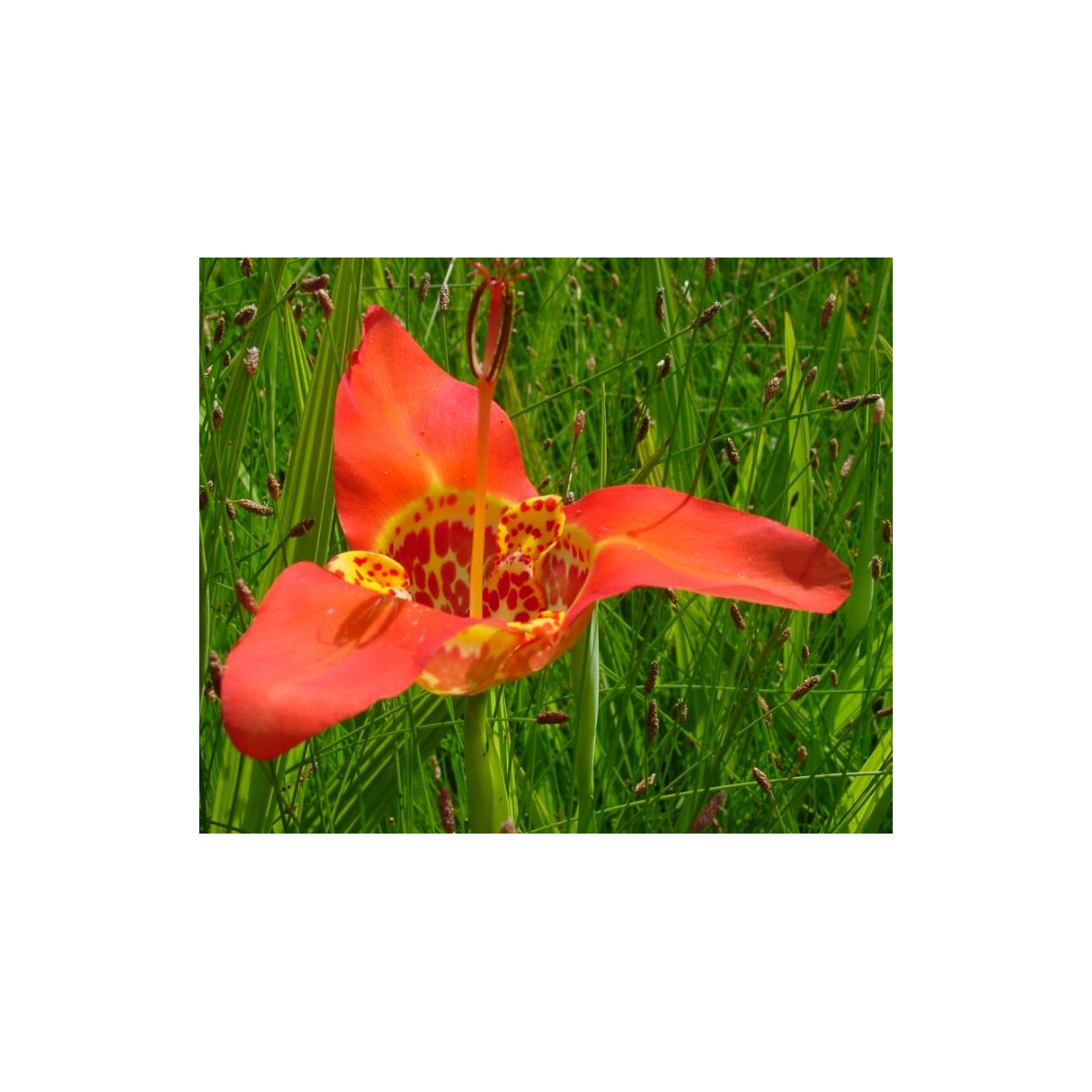 Tigrica červená Speciosa - Tigris Speciosa - cibuľky - 4 ks