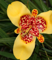 Tigrídia zlatožltá Aurea - Tigridia aurea - predaj cibuľovín - 3 ks