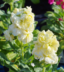 Fiala letná Anytime Yellow - Matthiola incana - predaj semien - 60 ks