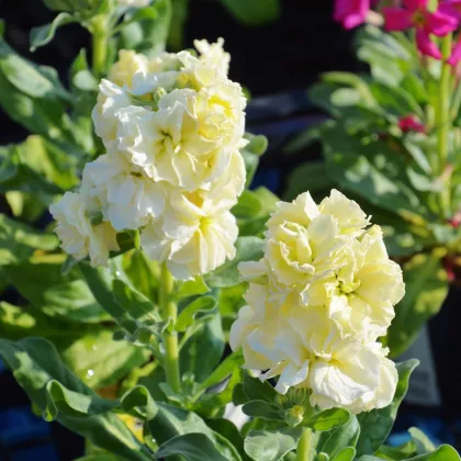 Fiala letná Anytime Yellow - Matthiola incana - predaj semien - 60 ks