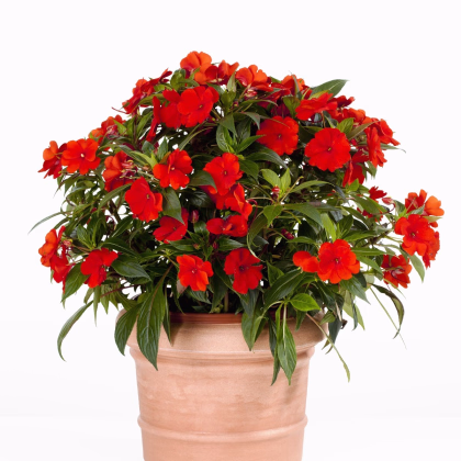 Netýkavka Beacon Bright Red F1 - Impatiens walleriana - predaj semien - 15 ks