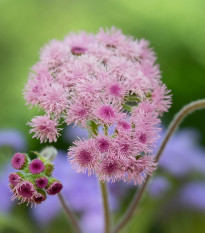 Agerát americký Pink - Ageratum houstonianum - predaj semien - 30 ks