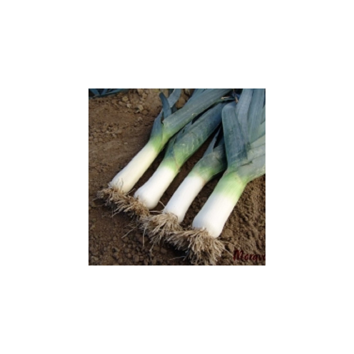 Pór zimný Titus - Allium porrum - predaj semien póru - 200 ks