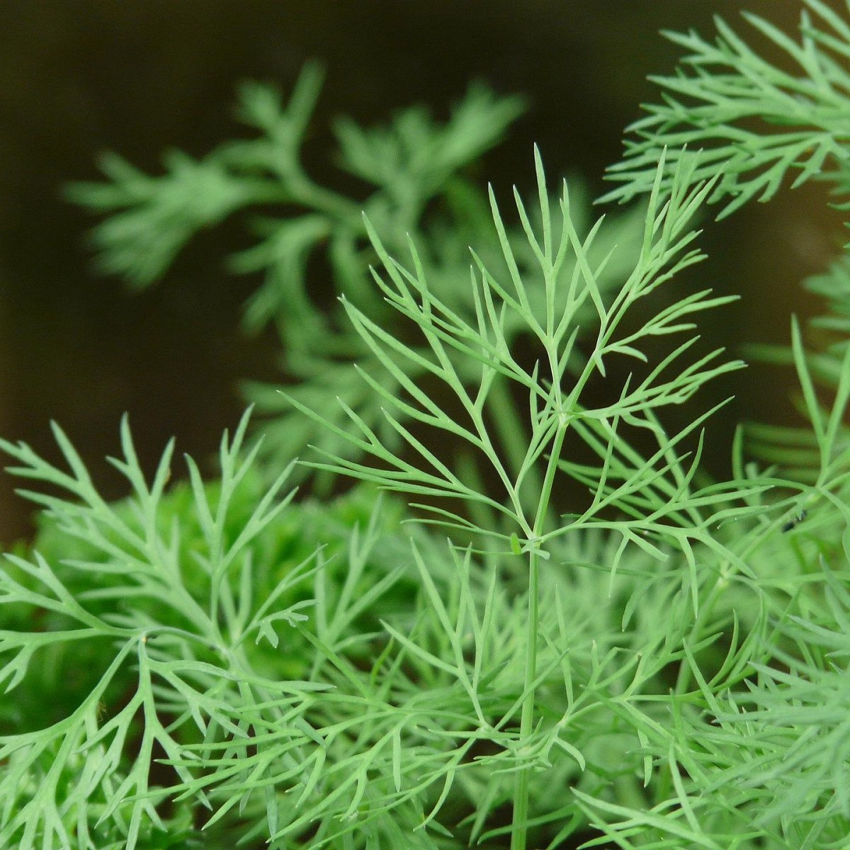 Kôpor vonný Compact - Anethum graveolens - predaj semien kôpru - 500 ks