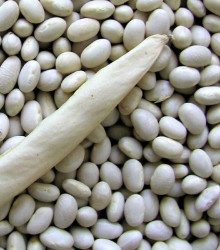 Fazuľa kríčková Petronila - Phaseolus vulgaris - predaj semien fazule - 50 ks