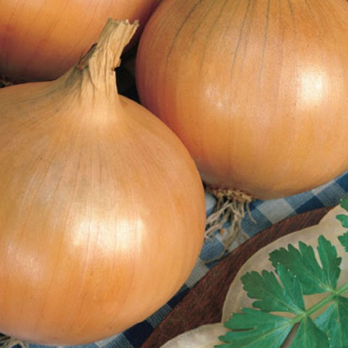 Cibuľa ozimná Augusta - Allium cepa - predaj semien cibule - 250 ks