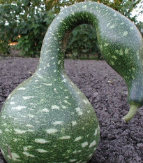 Lagenária Speckled Swan - Lagenaria siceraria - predaj semien lagenárie - 6 ks