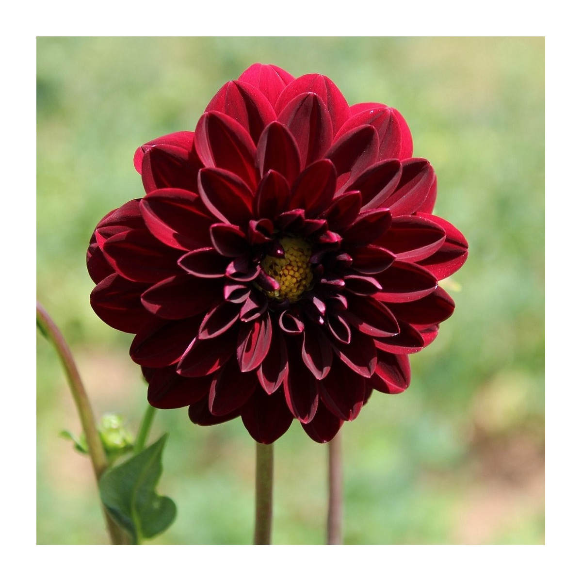 Georgína Thomas Edison - Dahlia - predaj cibuľovín - 1 ks