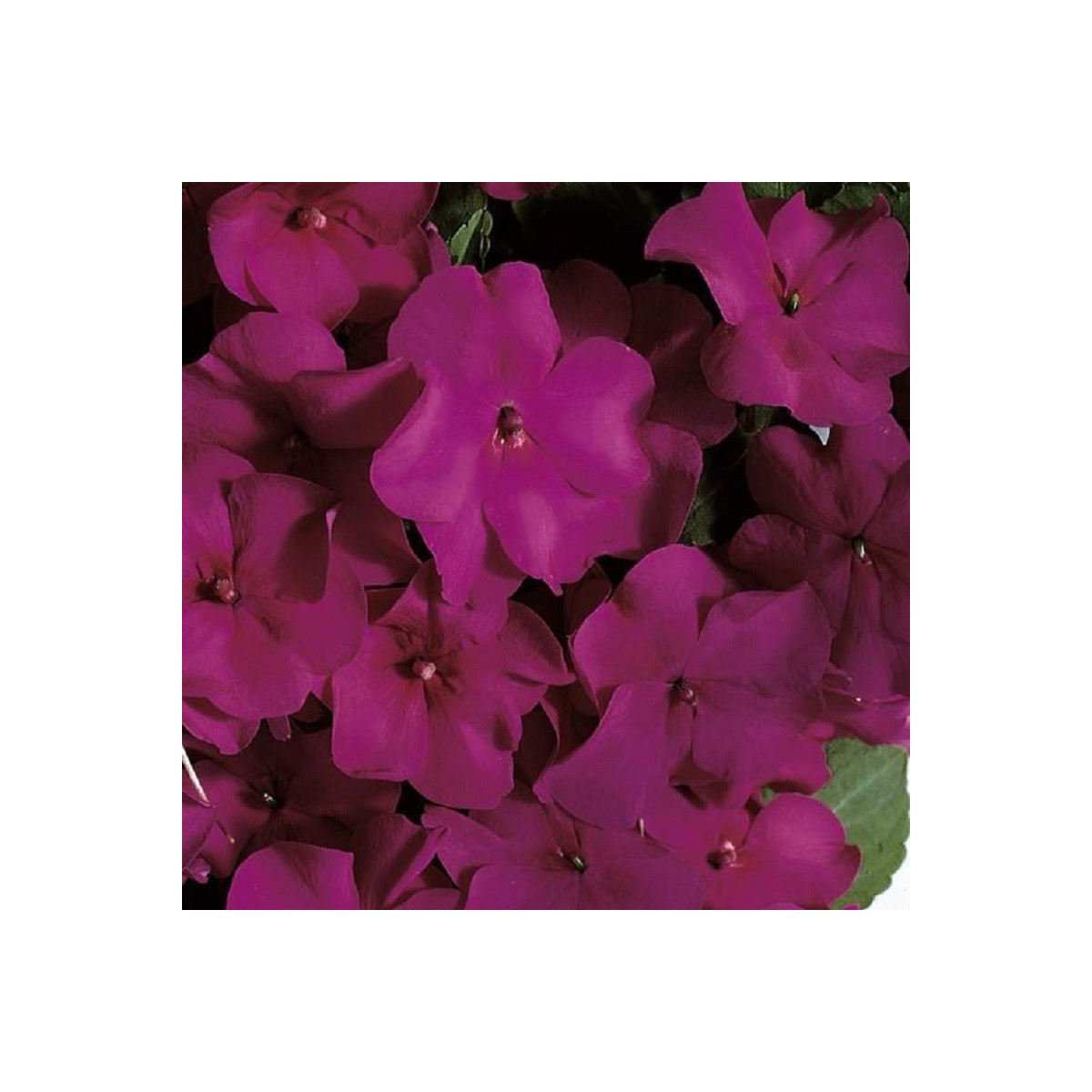 Netýkavka Accent fialová F1 - Impatiens walleriana - predaj semien - 12 ks