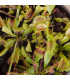 Mucholapka podivná - Dionaea muscipula - predaj semien - 10 ks