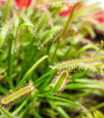 Rosička kapská - Drosera Capensis - predaj semien - 15 ks