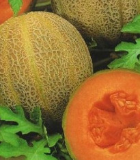 Melón F1 Emir - Cucumis Melo - predaj semien - 6 ks