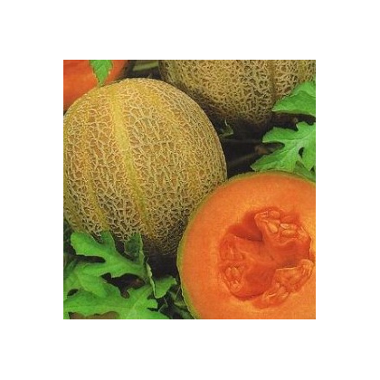 Melón F1 Emir - Cucumis Melo - predaj semien - 6 ks